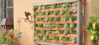 Decoração com plantas na parede Suculentas