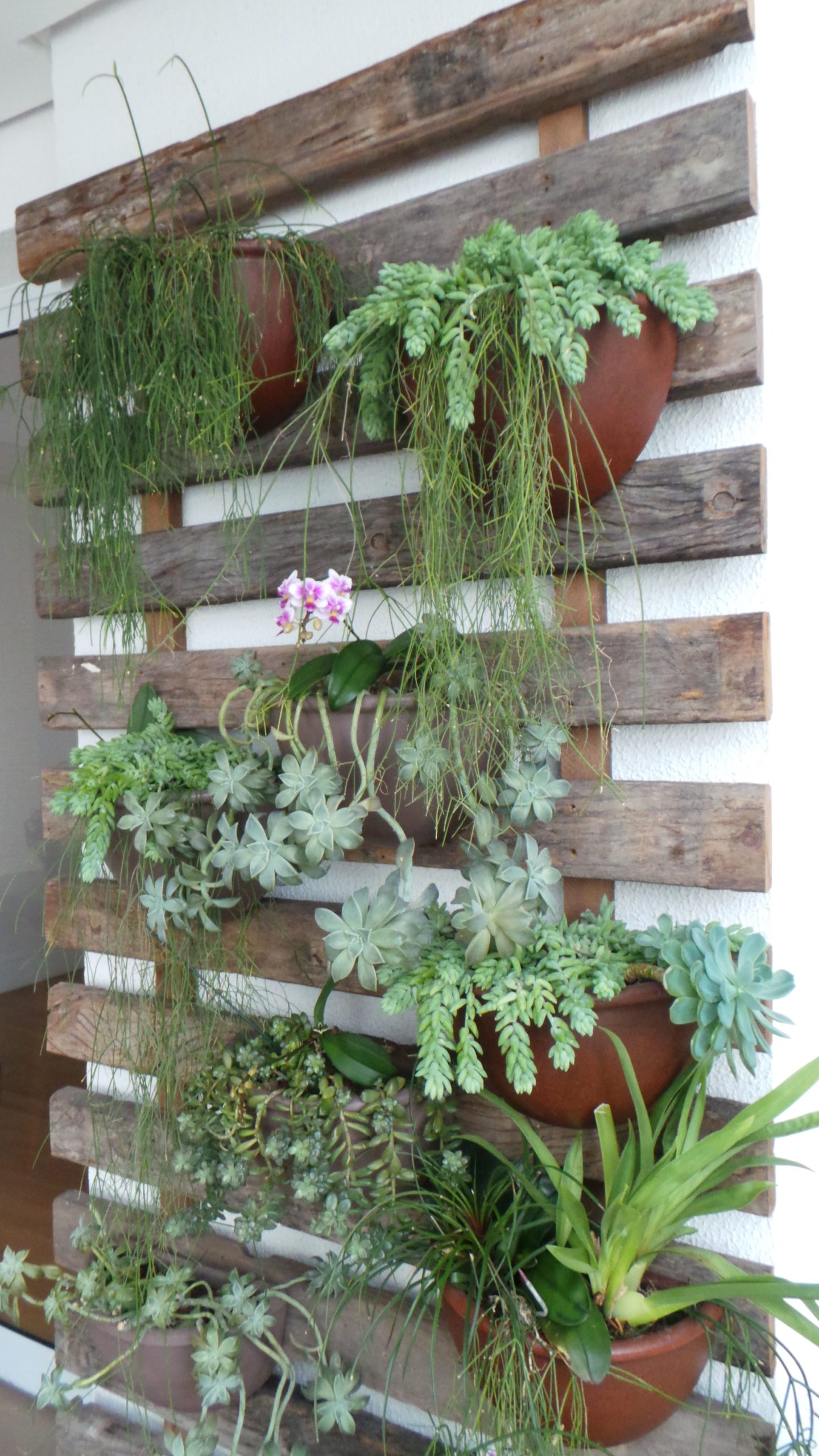 Decoração com plantas na parede Suculentas