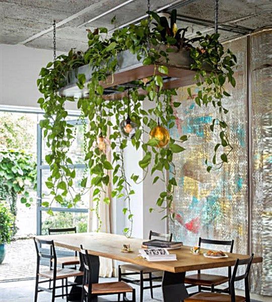 Decoração com plantas na parede Suspensas