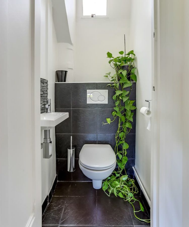 Banheiro decoração Plantas