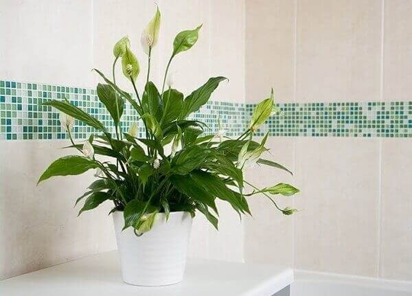 Plantas para banheiro Perfumadas