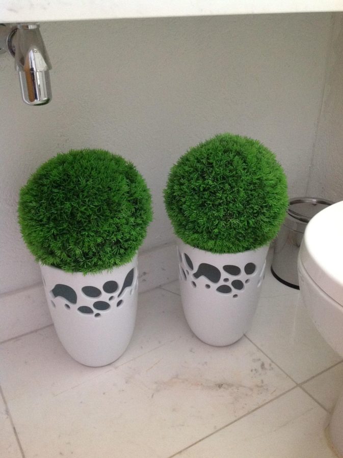Plantas para banheiro Vasos