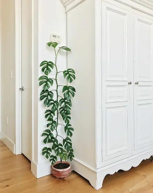 Plantas para quarto Pequeno