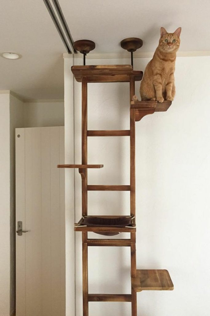 Curated visual reference: Prateleiras Para Gatos 60 Inspirações Para Criar O Melhor Cantinho Photo Inspiration